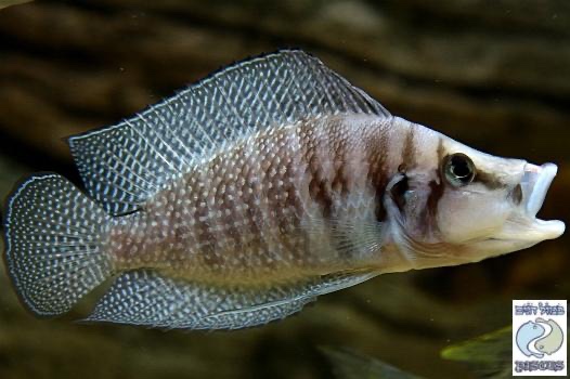 Altolamprologus calvus 'Cape Chaitika' (White)
